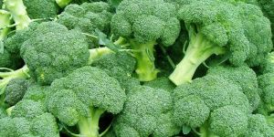 Fresh Broccoli