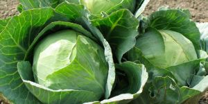 Green Cabbage