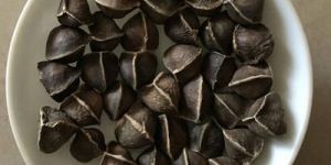 Moringa Wingless Seeds
