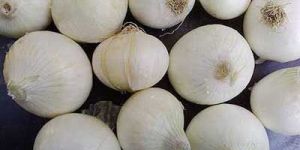 Fresh White Onion
