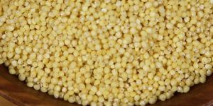Pearl Millet (Bajra)