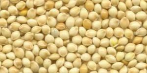 White Millet (Jowar)
