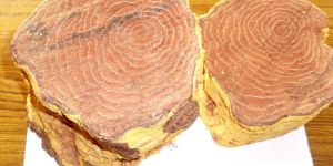 Salacia Oblonga/Reticulata Stems