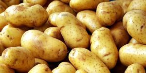 Fresh Potato