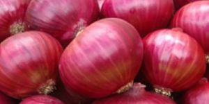 Big Size Red Onion
