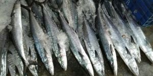 Frozen King Fish Steak