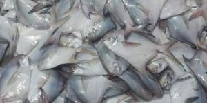 Frozen White Pomfret Fish