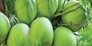 Organic Tender Coconut