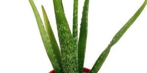 Aloe Vera Plant
