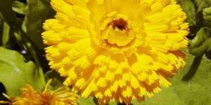 Fresh Calendula Flowers