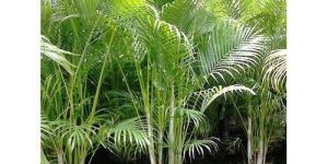 Areca Palm Plant