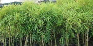 Bamboo Palm Plant