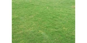 Bermuda Grass