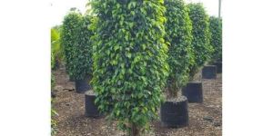 Ficus Backyard Plant