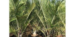 Triangle Palm Plant