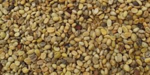 Coffee Beans Non Roasted