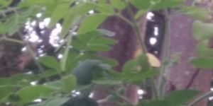 Moringa Dried Leaves