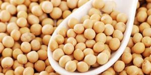 Soybean Seeds