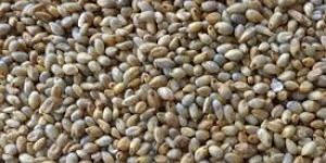 Pearl Millet Seeds