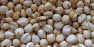 Sorghum Seeds
