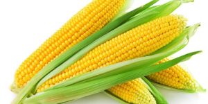 Yellow Maize