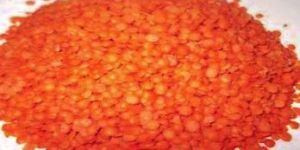 Red Lentil (Masur Dal)