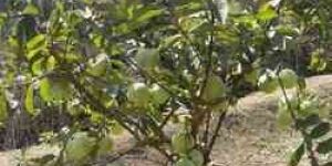 Guava Plants