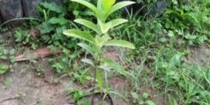 Sandalwood Plant