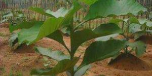 Tissue Culture Teak Plants