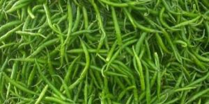 Fresh Green Chilli