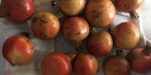 Organic Pomegranate