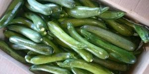 Green Zucchini