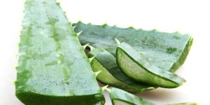 Aloe Vera Leaves