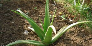 Aloe Vera Plant