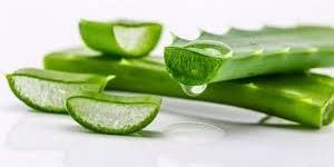 Aloe Vera Pulp