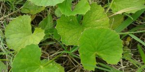 Centella Asiatica Leaves