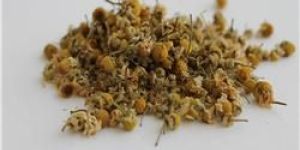 Indian Chamomile