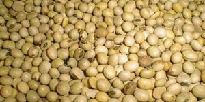 Soya Seeds