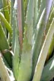 Aloe Vera Leaves