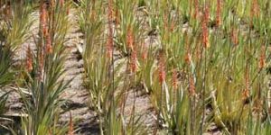 Aloe Vera Plants