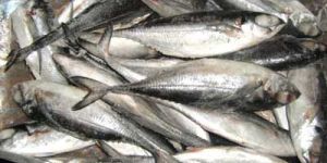 Horse Mackerel-01