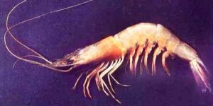 Shrimp-06