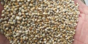 Millet for Animal Feed