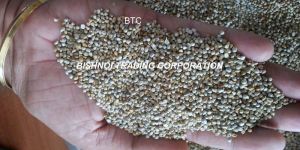 Millet for Human Consumption