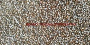 Millet for Animal Feed