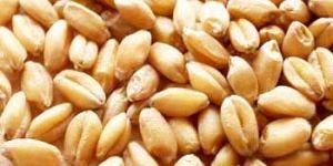 Wheat Seeds