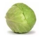 Fresh Cabbage
