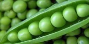 Fresh Green Peas