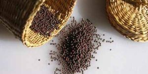 Mustard Seeds