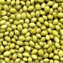 Coriander Seeds